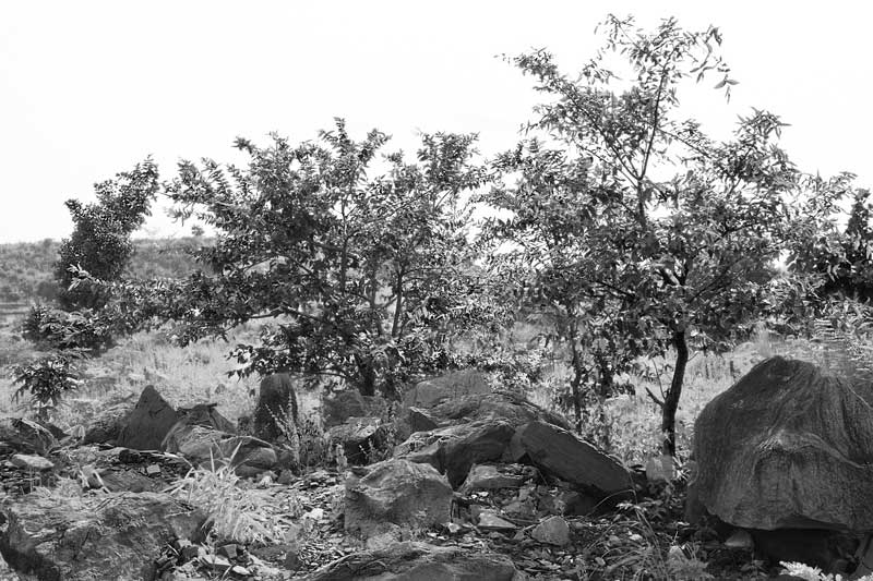 Eco-restoration efforts in an overburden dump in an old mining area - Old Ghutway Colliery in Bokaro district, Jharkhand